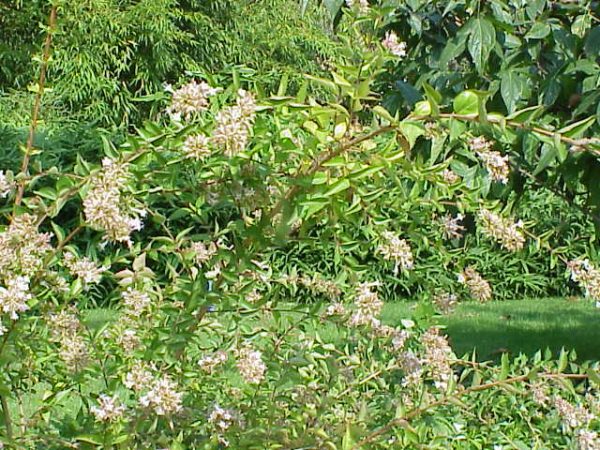 Abelia chinensis