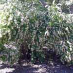 Abelia chinensis