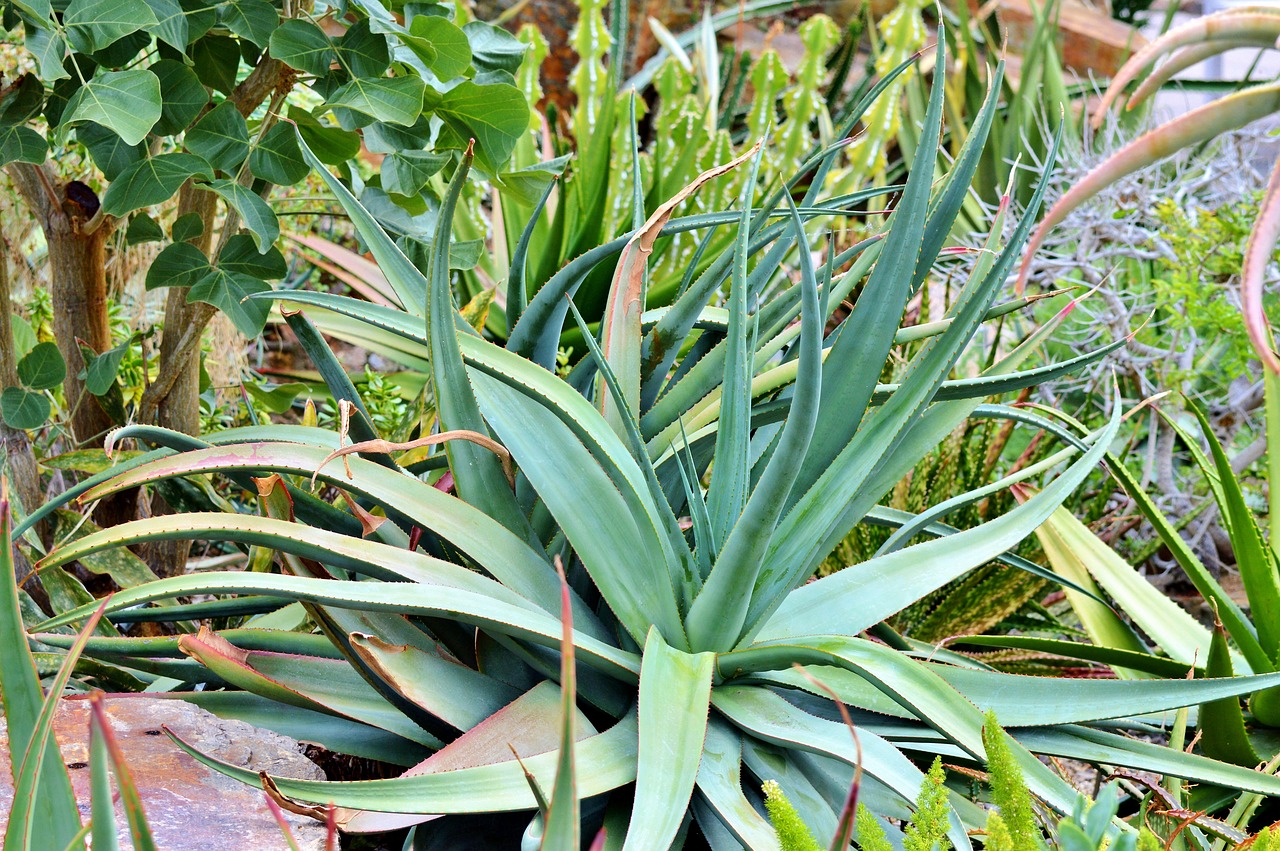 Piante grasse finte - Piante finte - Come scegliere le piante grasse finte