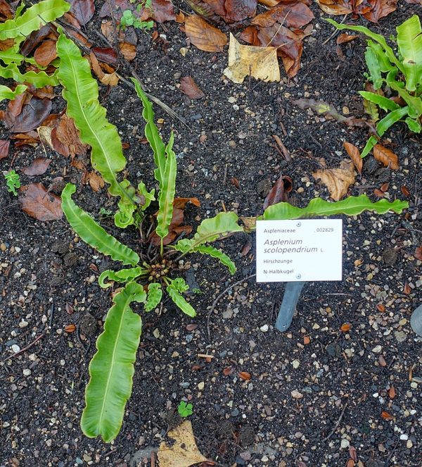 Asplenium scolopendrium