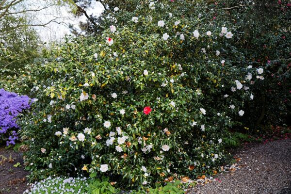 Camellia japonica