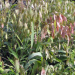 Chasmanthium latifolium