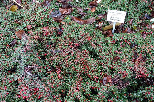  Cotoneaster 