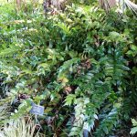 Cyrtomium falcatum