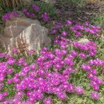 Delosperma