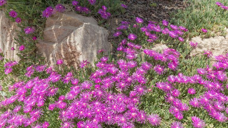 Delosperma