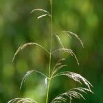 Deschampsia cespitosa