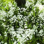 Deutzia