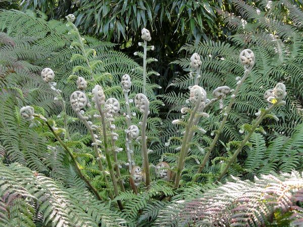 Dicksonia antarctica