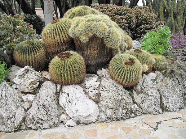 Echinocactus Grusonii