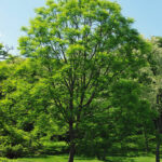 Albero del caffé (Gymnocladus diocus)