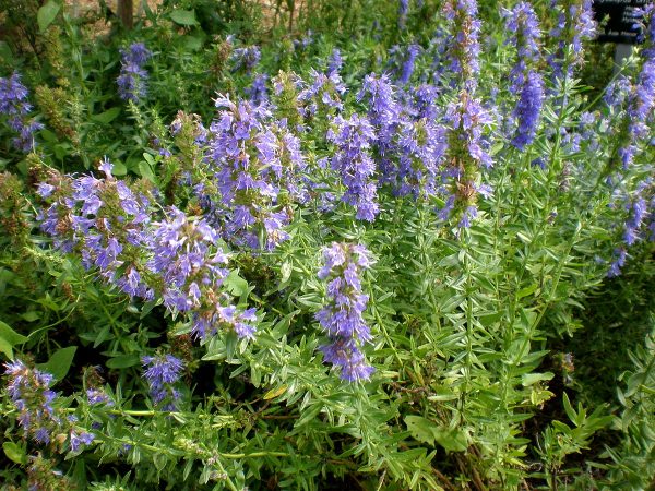 Hyssopus Officinalis