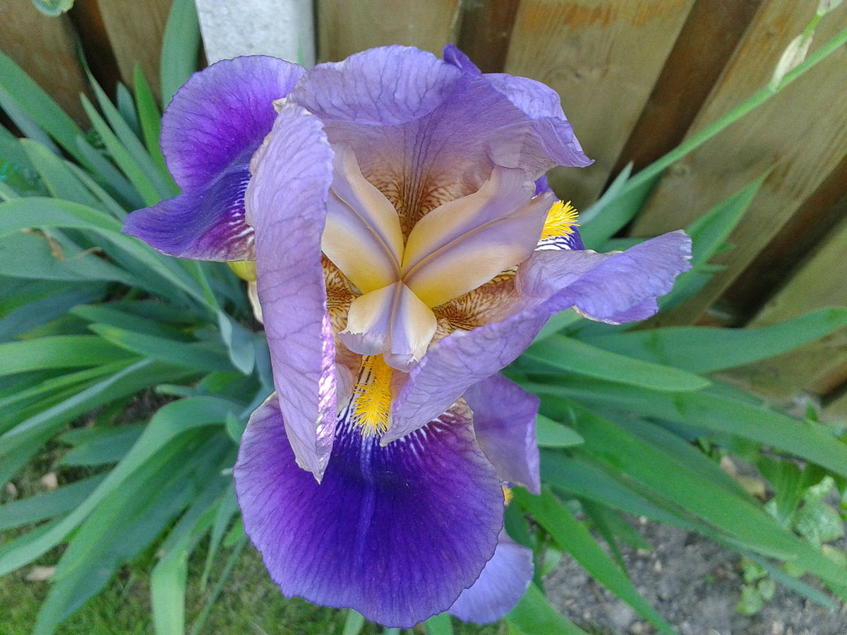50pcs Raro Giaggiolo Maggiore Iris Germanica iris barbuto Semi sementi fiori giardino resistenza al freddo vivaci perenni per terrazzi e balconi nonché per il fiore reciso AIMADO sementi giardino