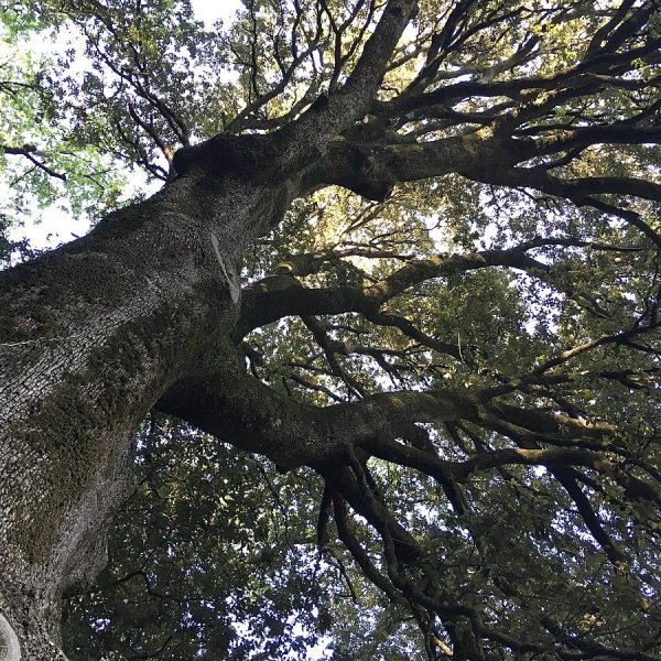 Quercus ilex