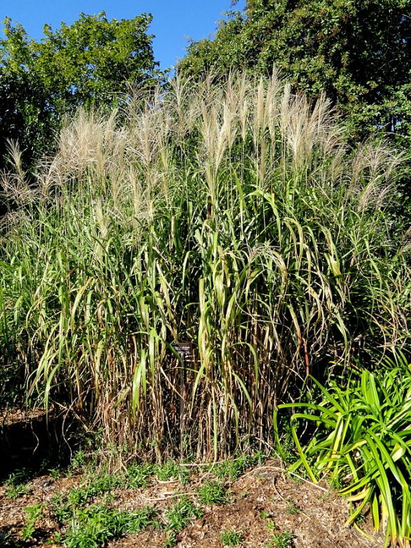  Miscanthus 