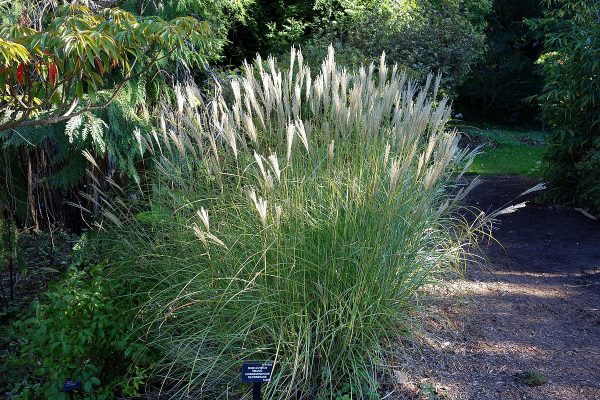  Miscanthus 