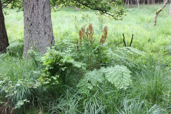 Osmunda regalis - Felce Florida