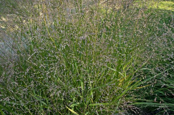 Panicum Virgatum