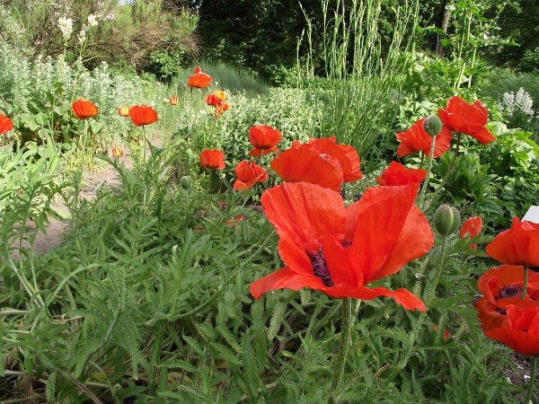 Papavero d’oriente – Papaver orientale 