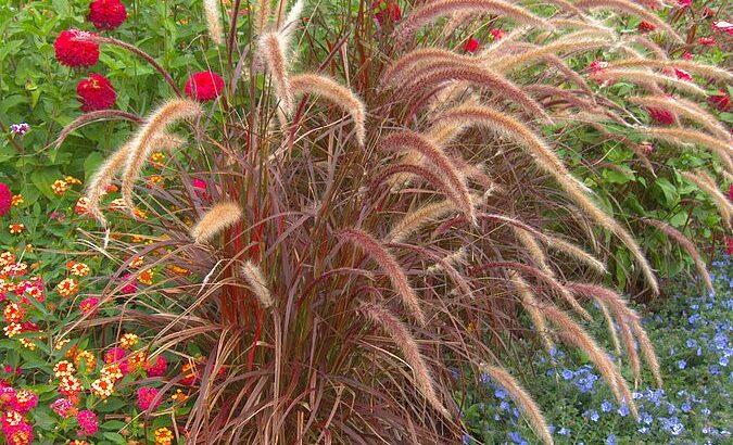 Pennisetum setaceum Fireworks