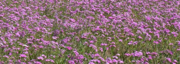 Phlox drummondii 