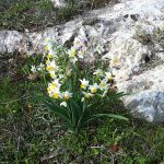 Tazzetta, Narciso nostrale o Italiano (Narcissus tazetta)