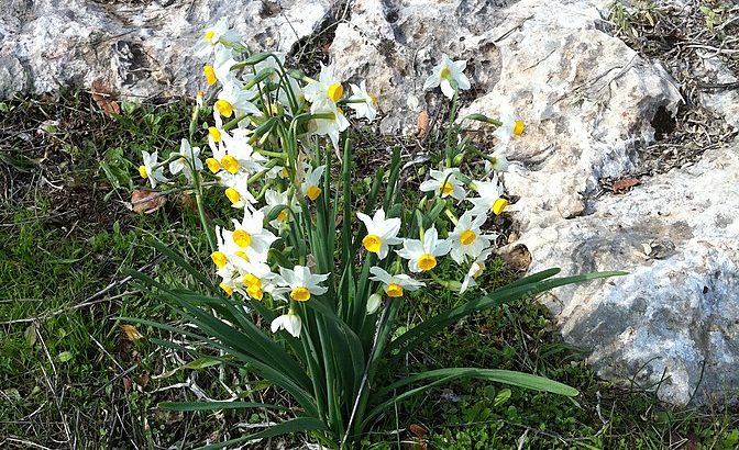 Tazzetta, Narcissus tazetta