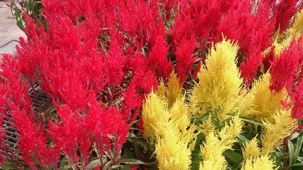 varietà celosia argenta plumosa