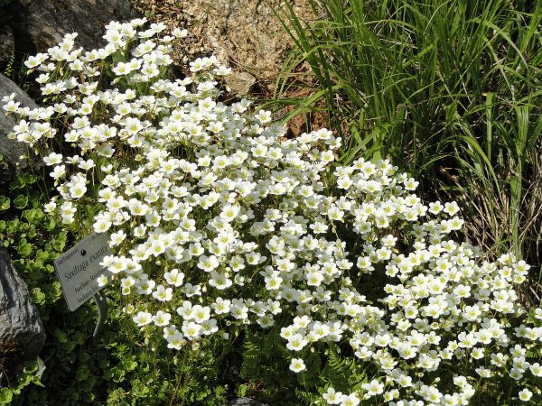 Sassifraga (Saxifraga)