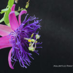 Passiflora: il mondo dentro un fiore. Intervista a Maurizio Vecchia