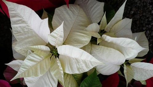 Come Far Fiorire La Stella Di Natale.Stella Di Natale Consigli Coltivazione E Cura