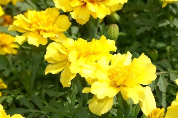 Tagetes Tagete Consigli Coltivazione E Cura