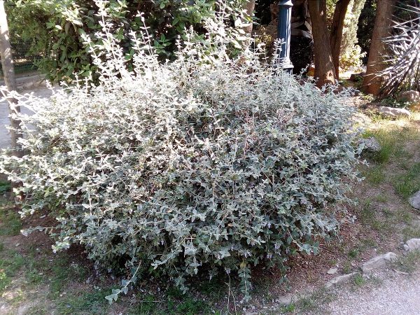 Teucrium fruticans