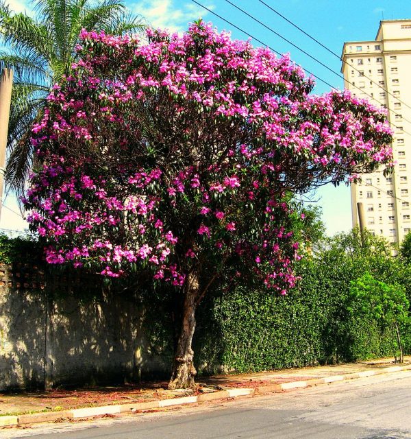 Tibouchina granulosa