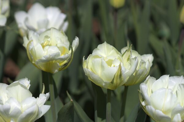 Tulipani Fosteriana Exotic Emperor