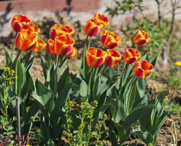 Tulipa 'Apeldoorn's Elite'