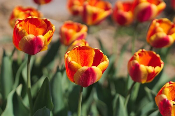 Tulipano Apeldoorn Elite 