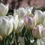 Tulipani fosteriana
