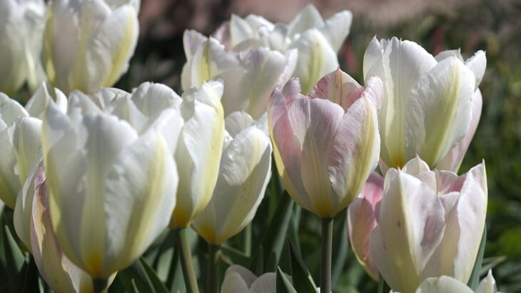 Tulipani Fosteriana