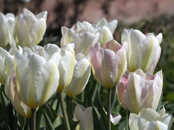 Tulipano Flaming Purissima