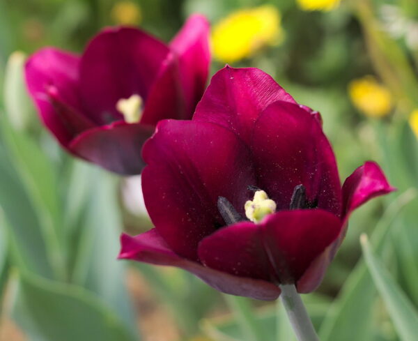 Tulipa Triumph Tulipa Ronaldo