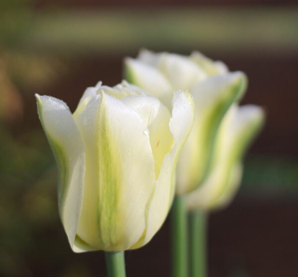 Tulipa Spring green