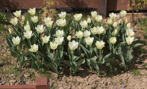 Tulipa Fosteriana Purissima