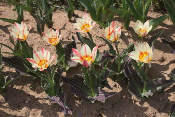 Tulipa Plaisir 