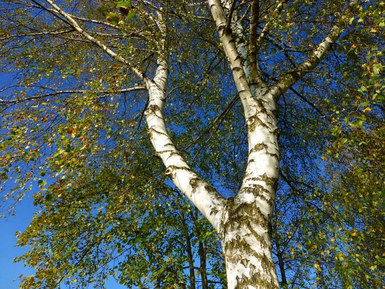 Betulla Consigli, Coltivazione e Cura di questo albero