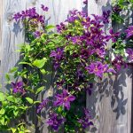 Clematide (Clematis)