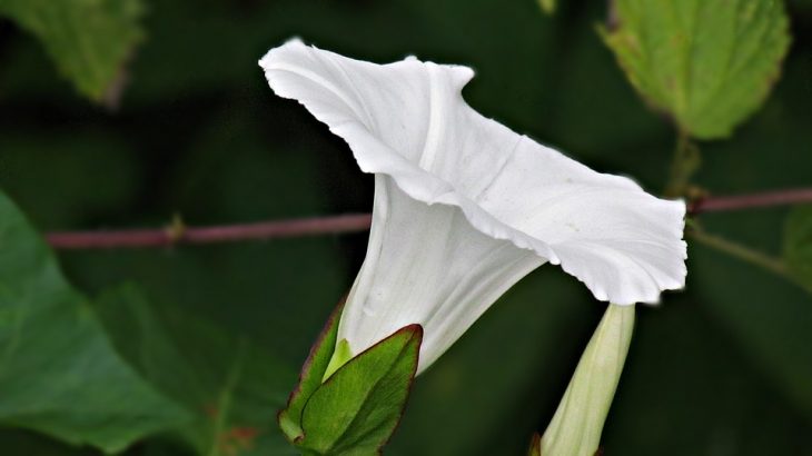 Rampicante Fiori Bianchi.Fiori E Piante Rampicanti