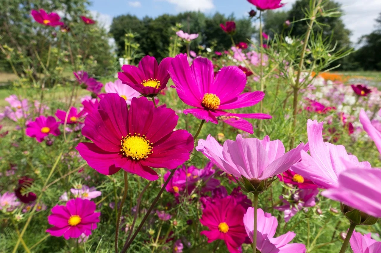 Cosmea: Coltivazione e Cura del Cosmos