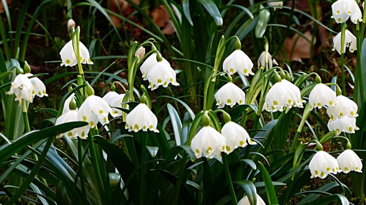 Leucojum Consigli Coltivazione E Cura Delle Campanelle