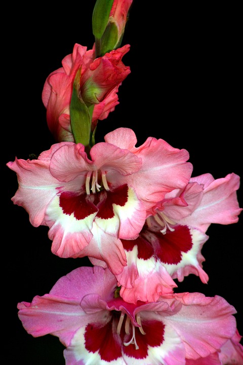 Nomi Fiori Con Bulbo : Tutti I Nomi Dei Fiori Bulbi Nomi Fiori - Fiori natalizi fiori da bulbo piante acquatiche fiori primaverili piccoli giardini giardini verticali interni consigli di giardinaggio fiori bianchi piante grasse.